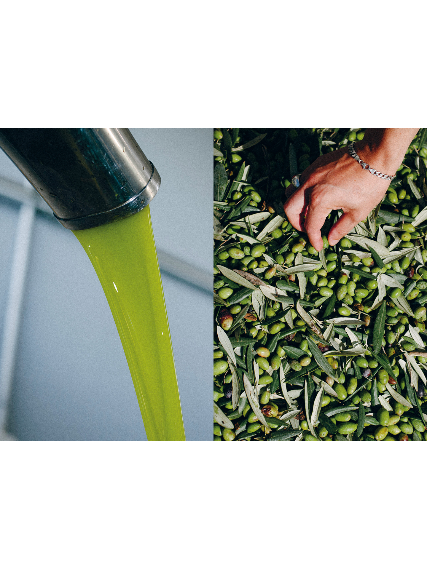 A book about Olive oil